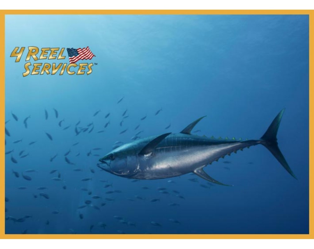 The Tuna, the Witnesses, and the Reel That Chose Violence